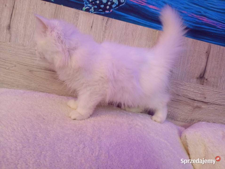 Kotki gotowe do nowego domu wielkopolskie Turek