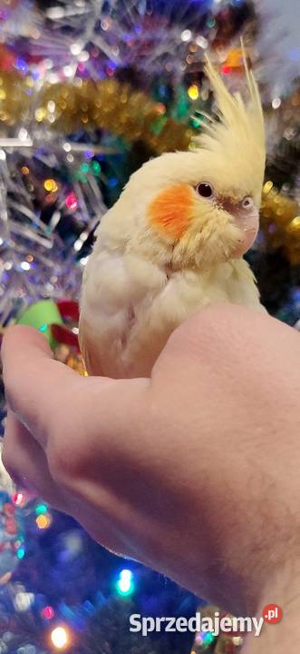 Cockatiel Oswojona Nimfa ręcznie karmiona Papużka Lutino