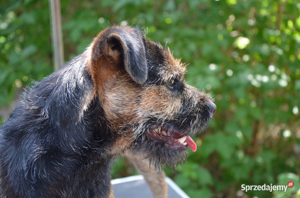 Border Terrier ZKwP FCI szczenięta rezerwacja Brwinów sprzedam