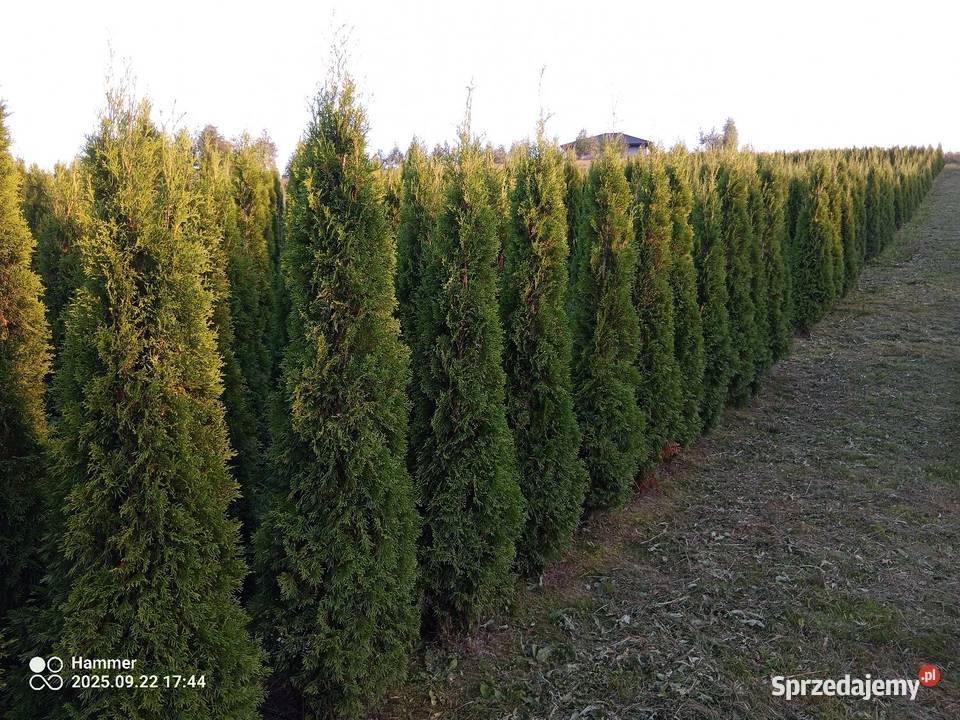 Tuja szmaragd szmaragdowa tuje na żywopłot Iglaste Jasło sprzedam