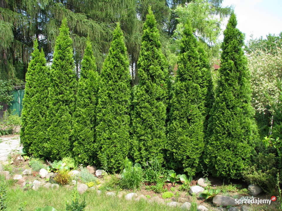 działkę pracowniczą ŁÓDŹ Łódź