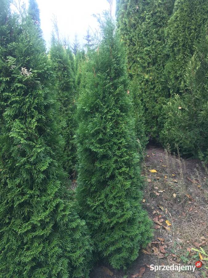 OkazjaSzmaragdy różnej wysokości 150180 200 wielkopolskie Sompolno sprzedam