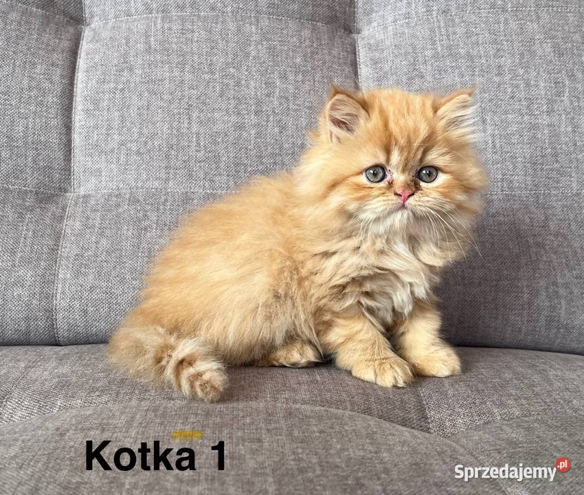 Rudobiszkoptowe kotki perskie Kalwaria Zebrzydowska