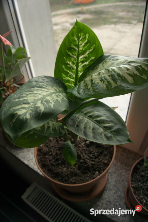 Kwiatek Roślina Difenbachia 28