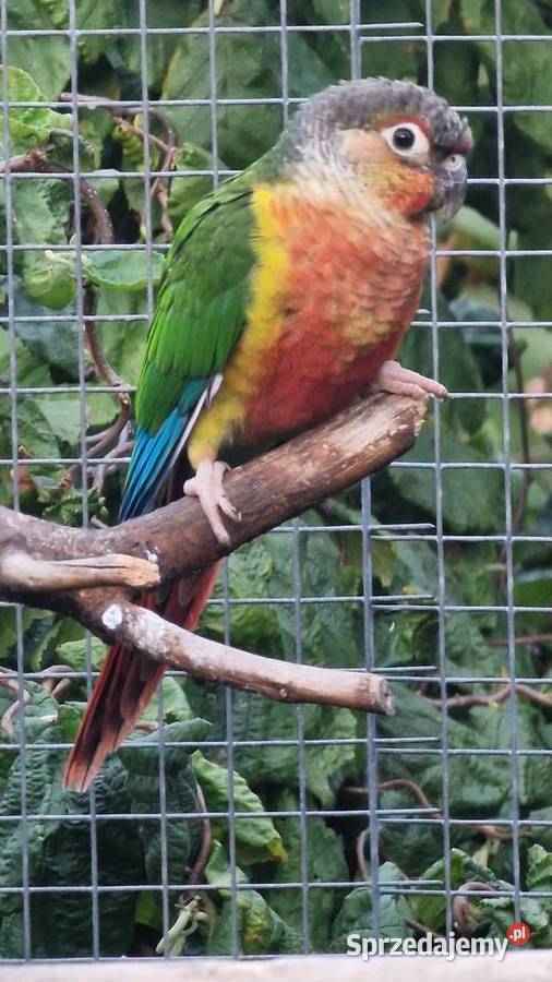 Sprzedam papugi zeberki faliste świergotki Ostrów Wielkopolski