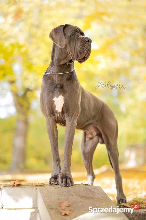 Dog niemiecki błękitny FCI zkwp Żnin