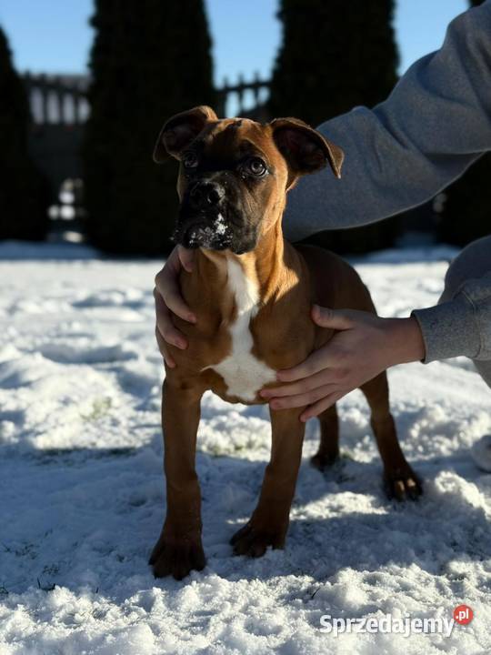 Szczeniaki Bokser Ostatni Piesek Bokser