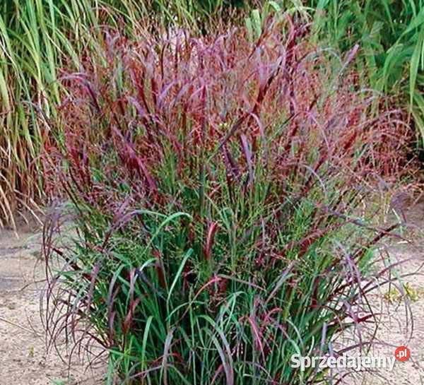 Trawy ozdobne miskant kostrzewa ostnica łódzkie Jelitów