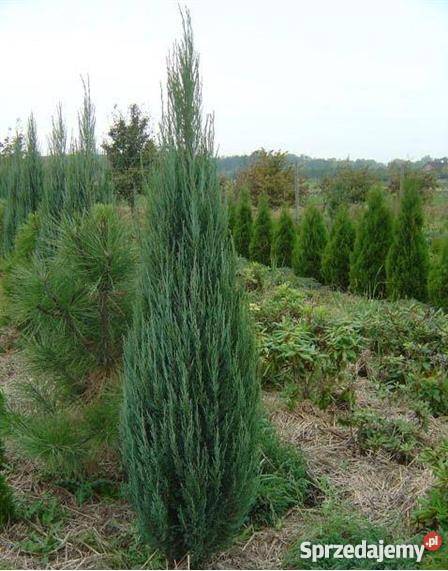 Thuje tuja thuja krzewy iglaki jałowiec Blue