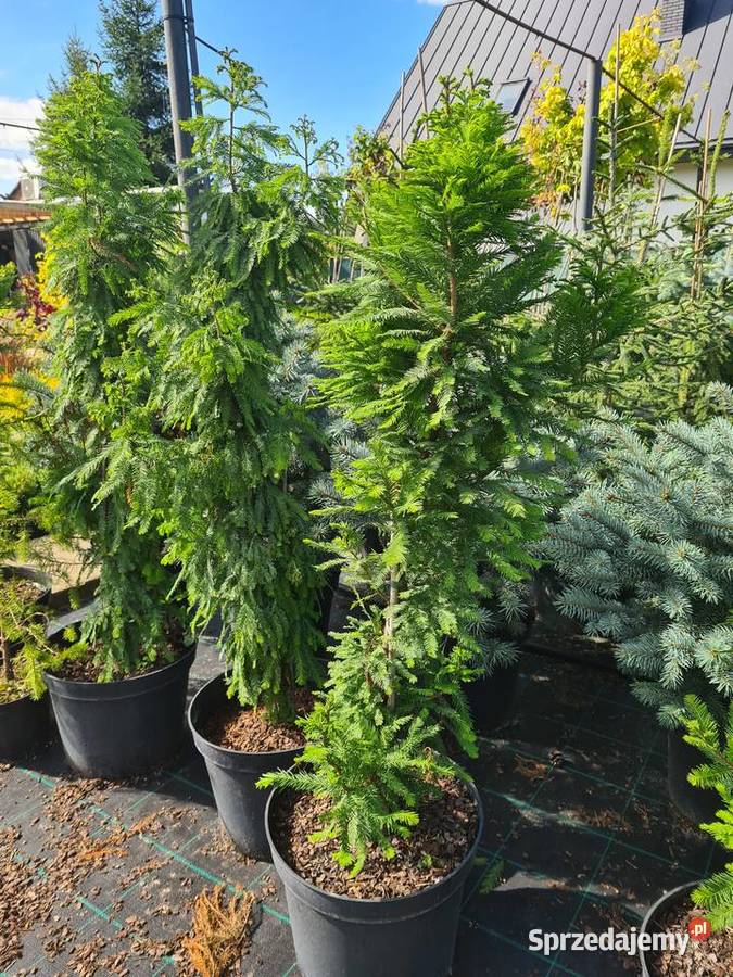 Thuja Smaragd 180200 Szkółka roślin Producent łódzkie Rydzyny