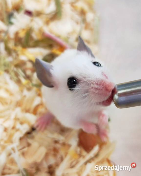 Mastomys mastomysz mysz