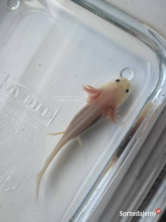 Młode aksolotle z własnej hodowli do dobrego Słupsk