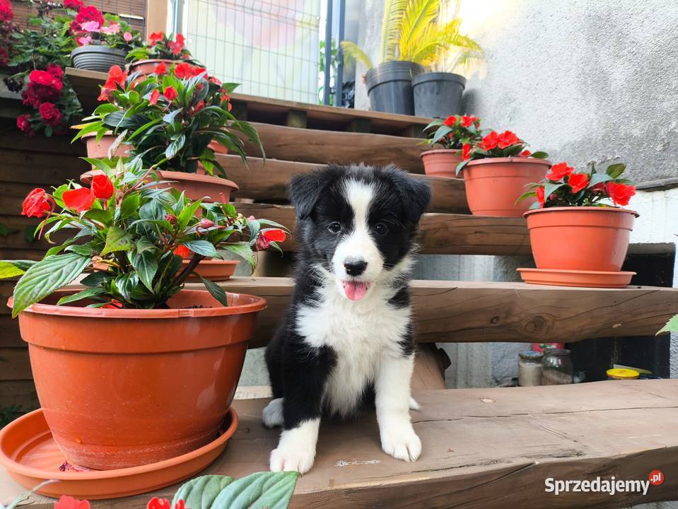 Suczka Border collie czarnobiała z rodowodem z Rymanów sprzedam