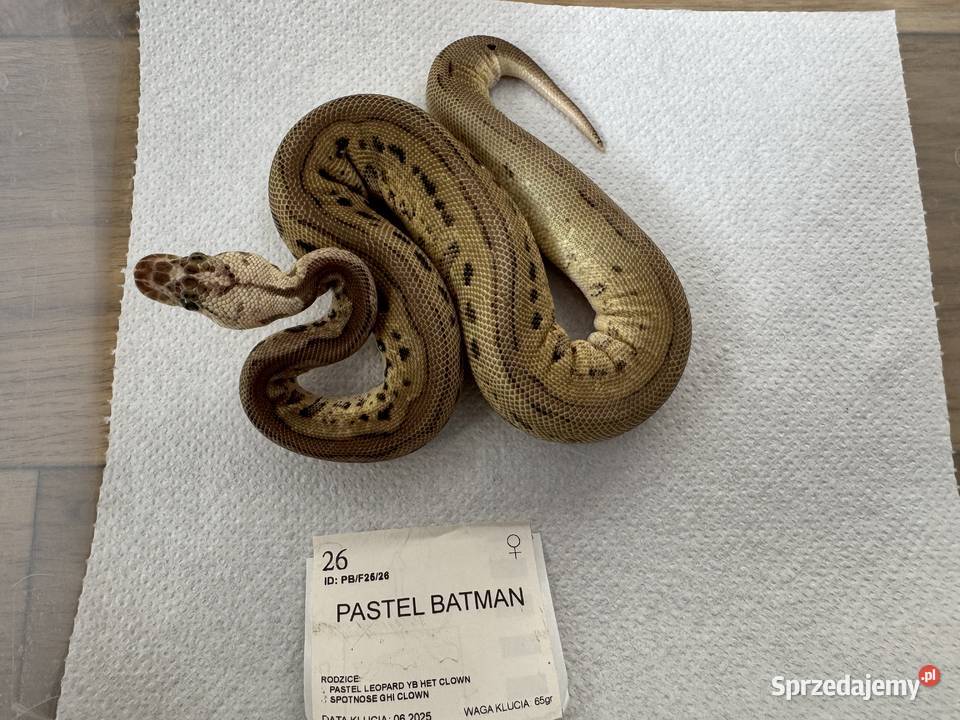 Python Królewski Regiusy młode z 2026r kujawsko-pomorskie Bydgoszcz sprzedam