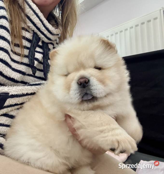 CHOW CHOW szczenięta kremowe Łódź
