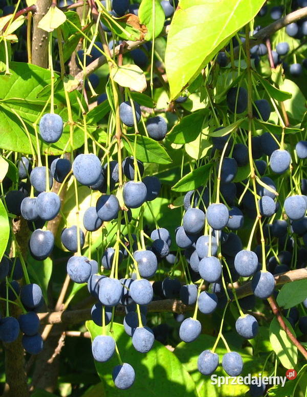ŚNIEGOWIEC WIRGINIJSKI Chionanthus virginicus Lubanie