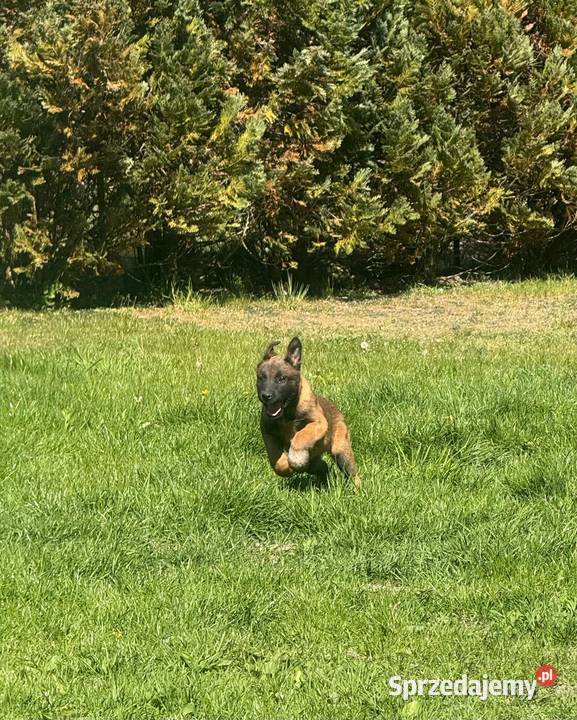 Owczarek Belgijski Malinois Łęczna sprzedam