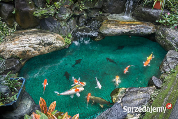 ECO 80 FILTR DO OCZEK WODNYCH I STAWÓW ANTRACYT Pozostałe