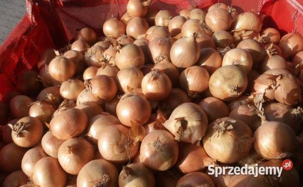 Ziemniaki QUEEN ANNE GALA Kartofle Marchew Ozimek