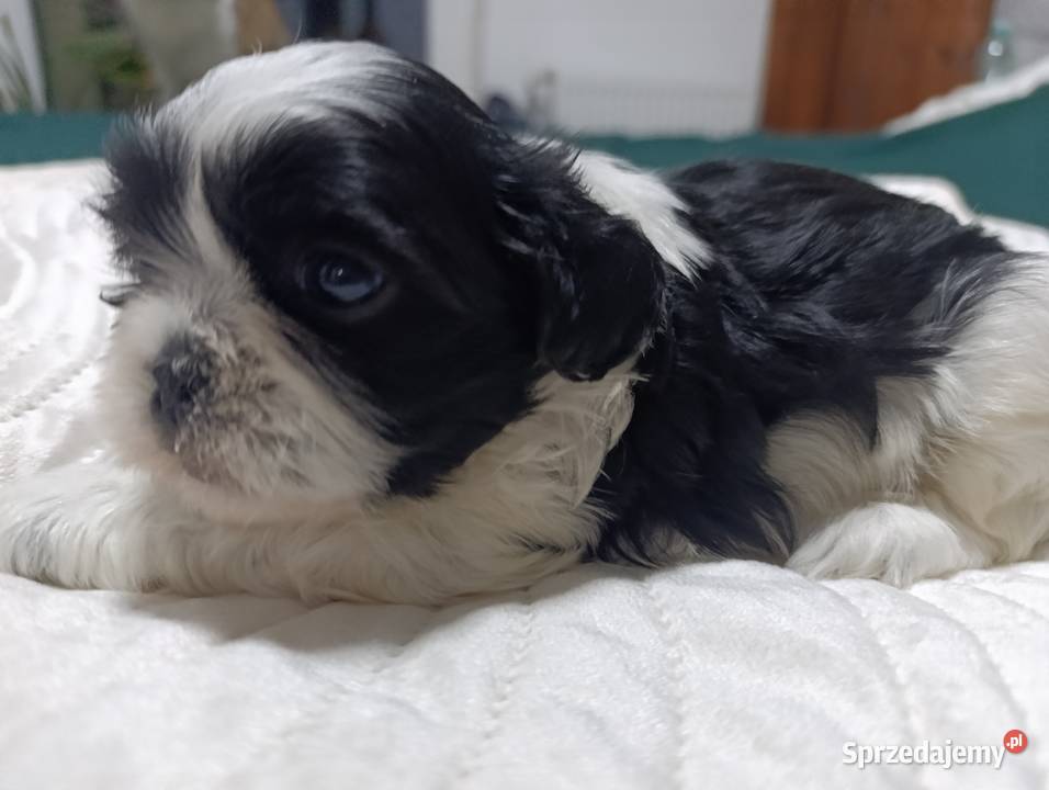 Shih tzu rodowód łódzkie Wieluń