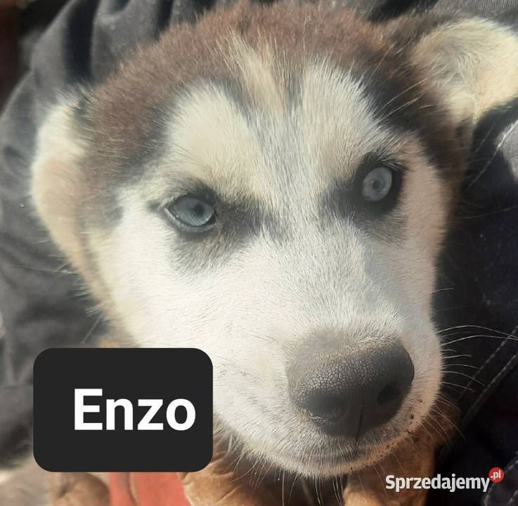 Syberiany husky Reda