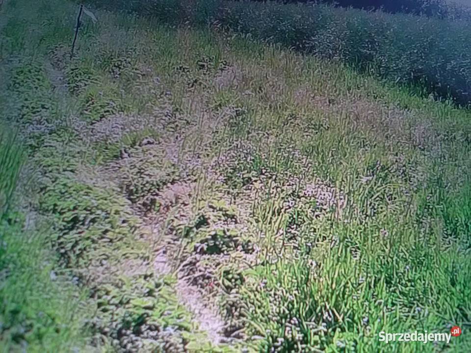 Sprzedam truskawki 20zl koszyk Tomaszów