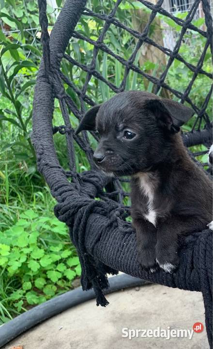 Czarna suczka chihuahua Krubiczew sprzedam