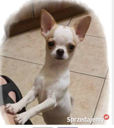 Chihuahua śliczny odchowany piesek biały w łatki Częstochowa