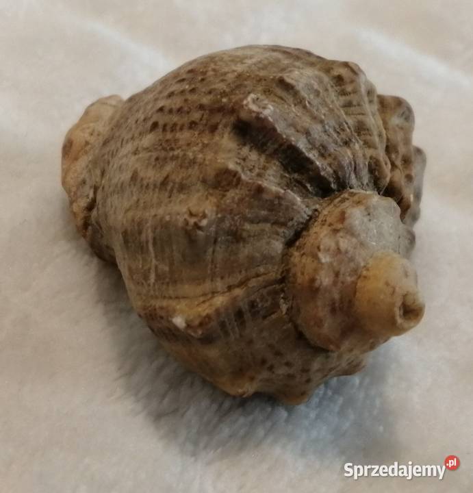 Muszla 45 59 Kreatywne Czeladź