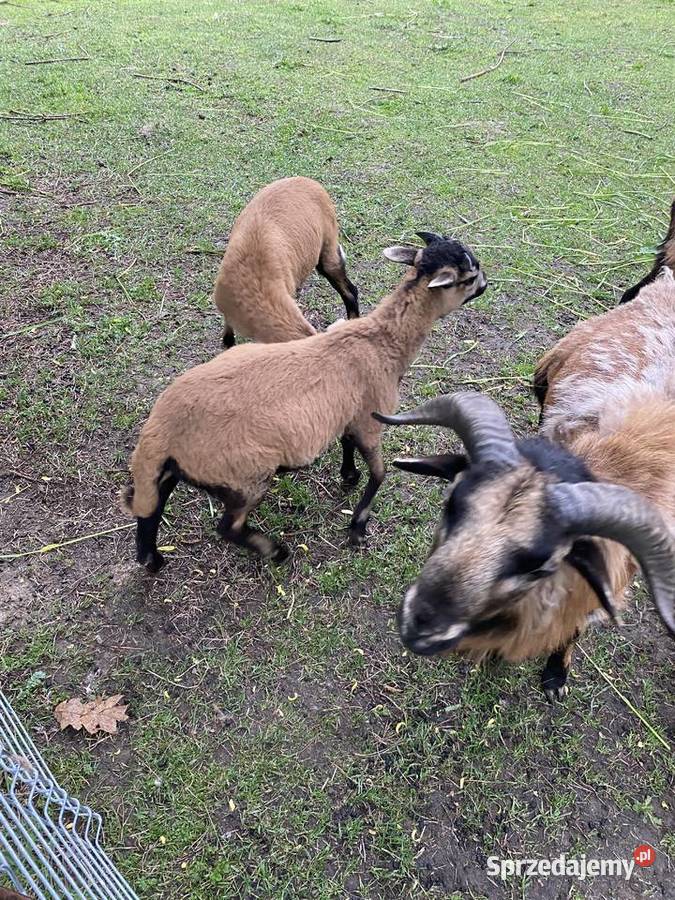 Barany kamerunskie Buchcice