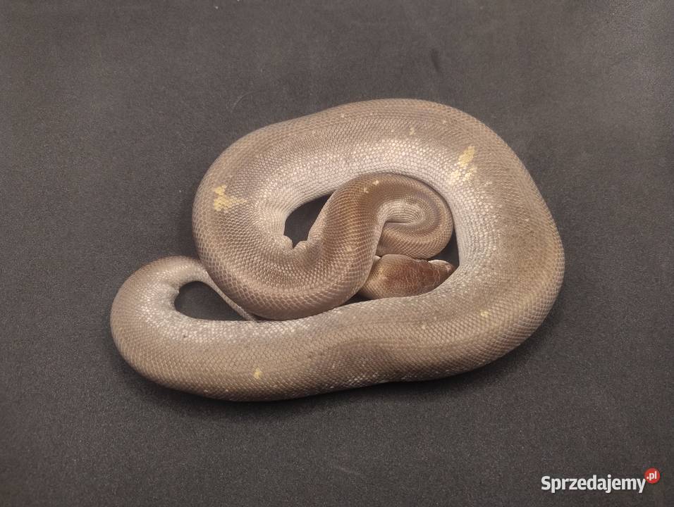 Pyton Królewski samiec Super Cinnamon Mojave Jelenia Góra
