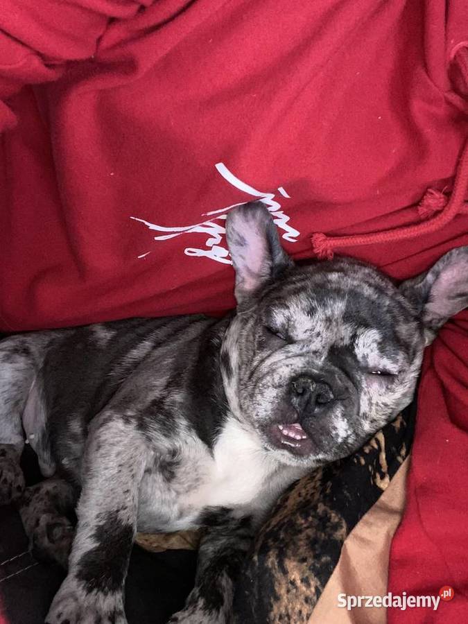 Piękny buldog francuski Merle mazowieckie Wyszogród