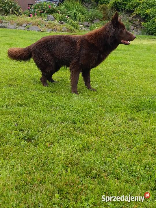 Owczarek niemiecki czekoladowy Świerklany sprzedam