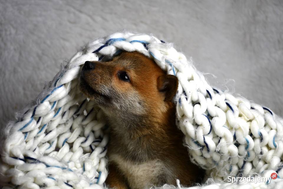 Szczenięta ShibaInu piesek suczka z doskonałym Kalisz