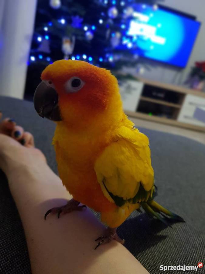 Konura słoneczna 3 letnia ręcznie karmiona Gorzów Wielkopolski sprzedam