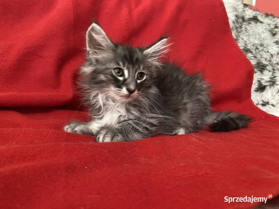 Kocięta Norweskie Leśne mazowieckie Warszawa