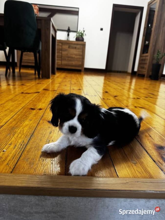 Cavalier szczeniaczki