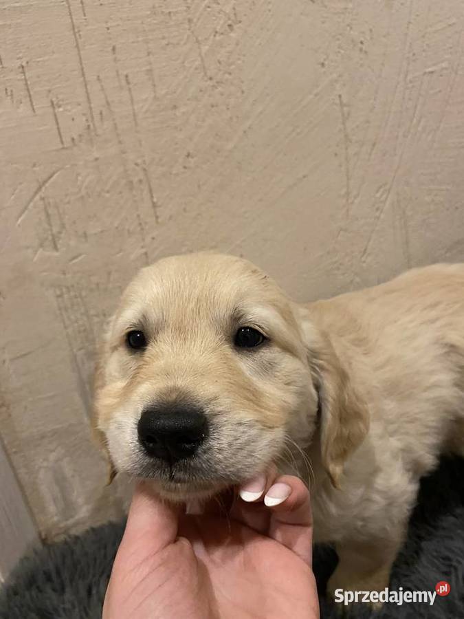 Golden Retriever Brzostowo