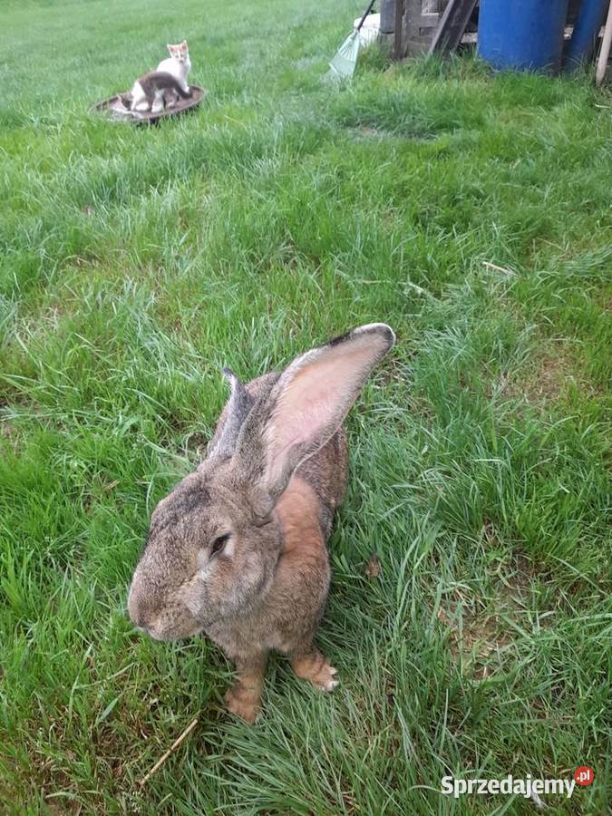 Sprzedam samca Belga Gryzonie Odrzywół sprzedam
