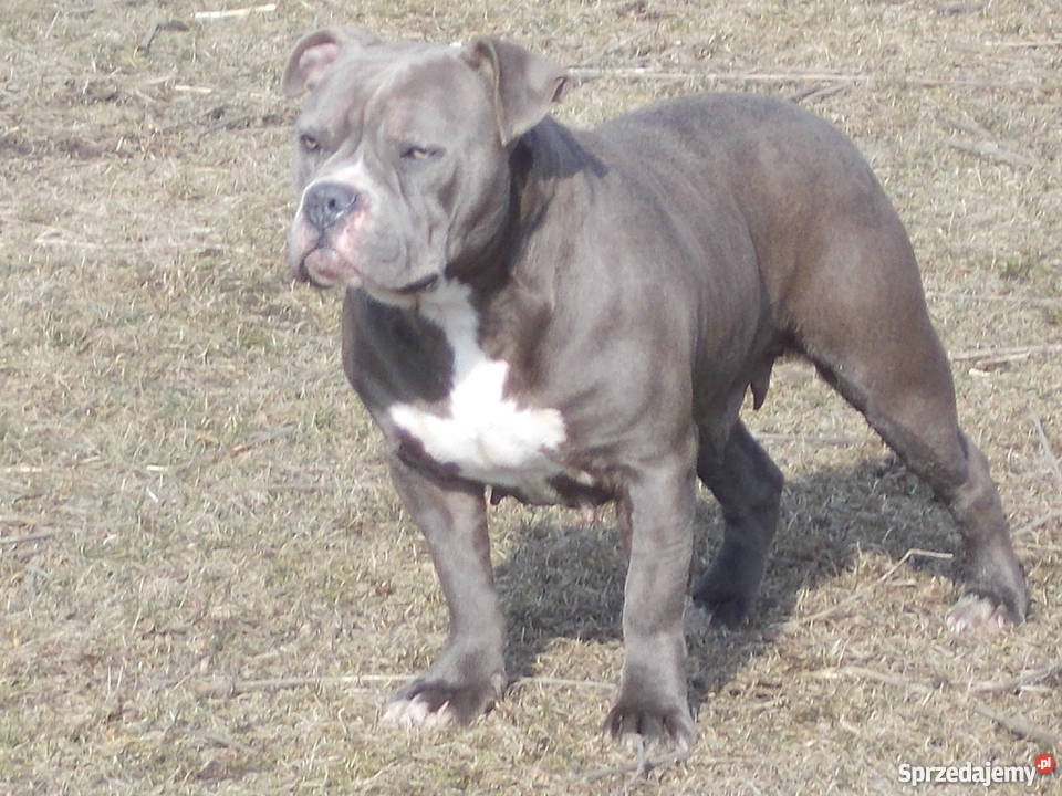 Suczka American Bully Płock sprzedam