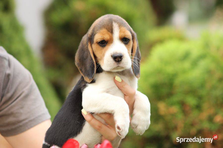 Beagle szczeniaczki ZKwP FCI Championach śląskie