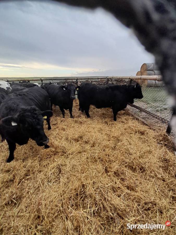 Sprzedam jałówki mięsne Pozostałe Zacywilki