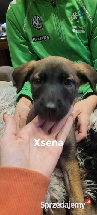 owczarki belgijskie Owczarek Pruszków