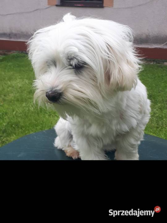 Maltańczyk suczka dorosła Nowe Miasteczko