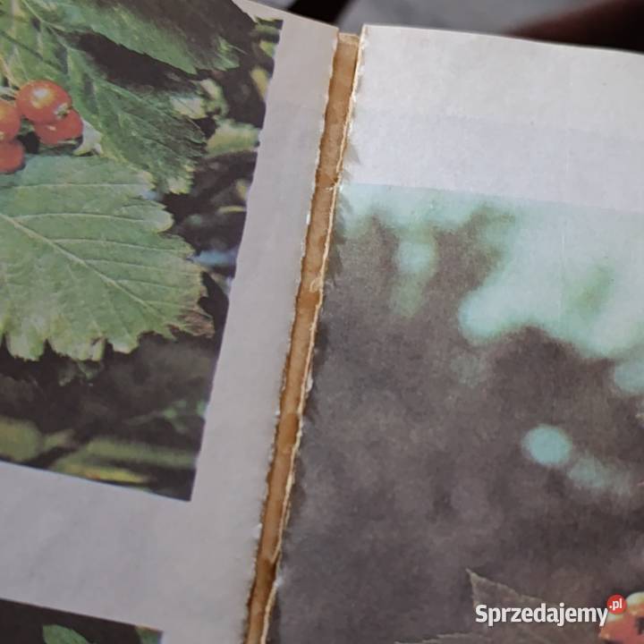 książka Jadalne owoce leśne autorstwa Wiesława sprzedam