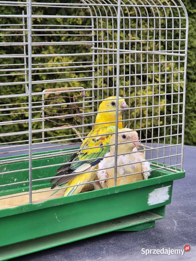 ŚWIERGOTKI SELEDYNOWE śląskie sprzedam