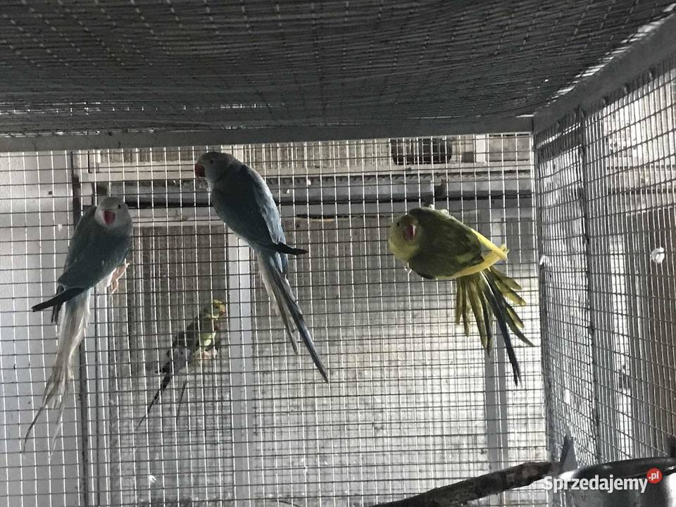 Aleksandretty fiolet GO 2023 Maków Podhalański