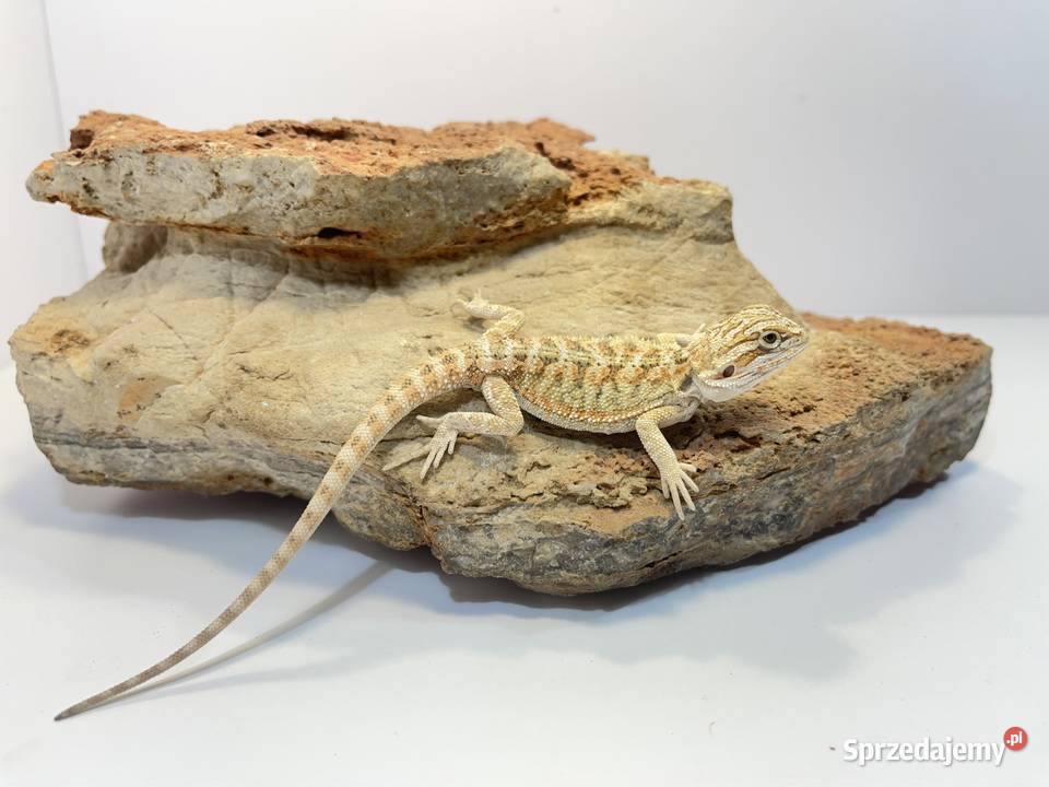Agama Brodata Orange yellow Tczew