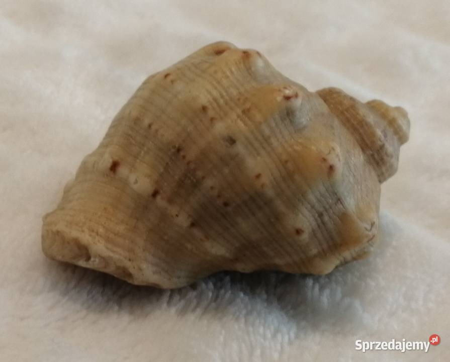 Muszla 45 70 Kreatywne Czeladź