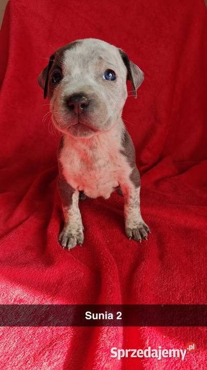 Suczka Blue Marle Amstaff Amstaff sprzedam